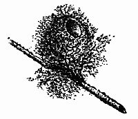 Fig. 112.&mdash;"Snugly Embosomed Within a Dainty Tuft of Dry Moss."