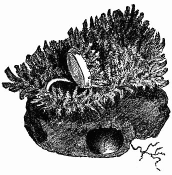 Fig. 121.&mdash;The Mouth of Cteniza's Den Opened.