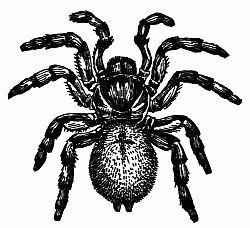 Fig. 123.&mdash;The California Trap-door Spider (Cteniza Californica).