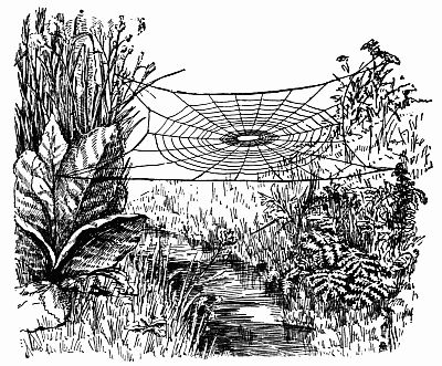 Fig. 131.&mdash;The "Bridge That Tetragnatha Had Builded."