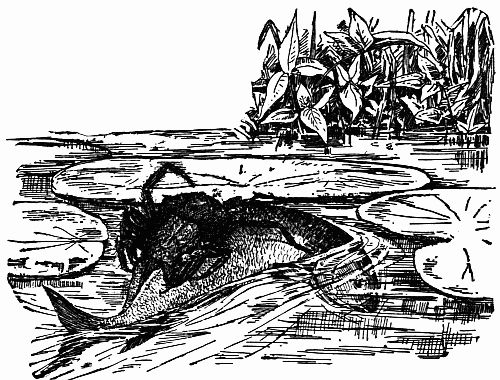 Fig. 137.&mdash;How a Spider Captured a Fish.