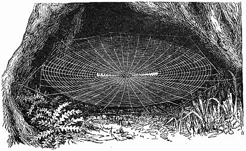 Fig. 141.&mdash;"A Round, Horizontal Snare of Uloborus, Spread Within the Hollow of the Trunk."