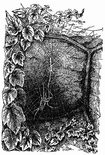 Fig. 149.&mdash;A Dead Orbweaver Hanging by Broken Strands of Web-work.