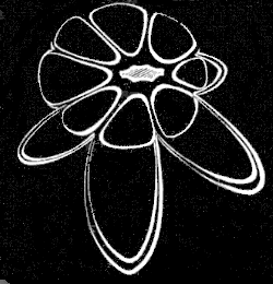 Fig. 13. Young
Arachnactis seen so as to show the mouth.