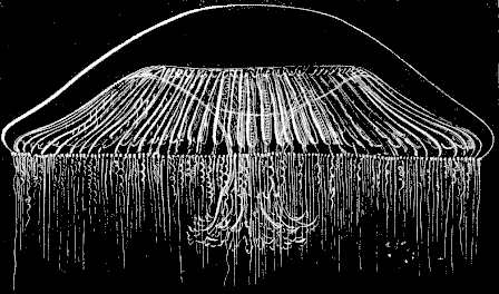 Fig. 75. Zygodactyla seen in profile. Fig. 75. Zygodactyla seen in profile.
