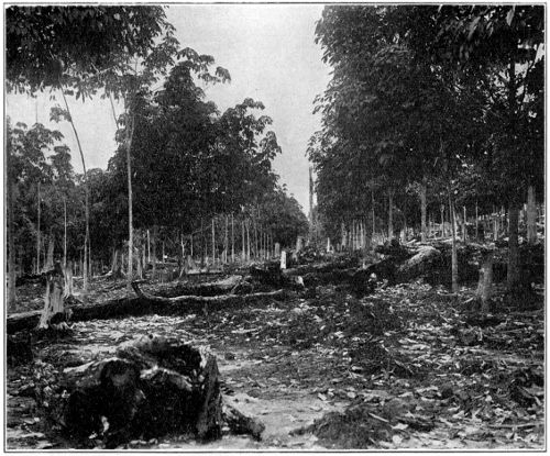 Typical Young Clearing, Aged about Three Years, planted on
Virgin Soil