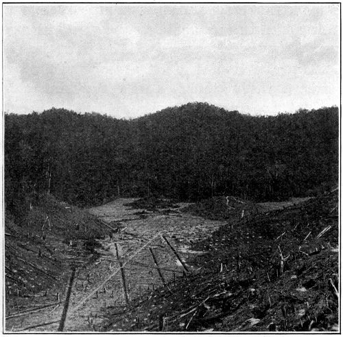New Clearing; Slopes “Holed”
for Planting; Flat Area being Drained
