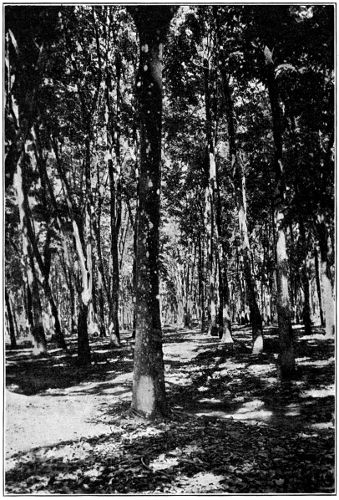 Field of
Old Rubber Trees in which Thinning had been delayed too long