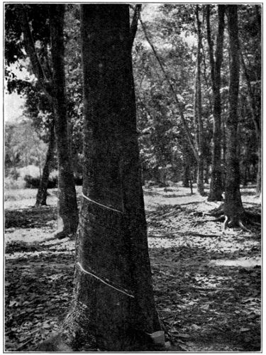 Two
Cuts on a Quarter Circumference, on an Old Tree