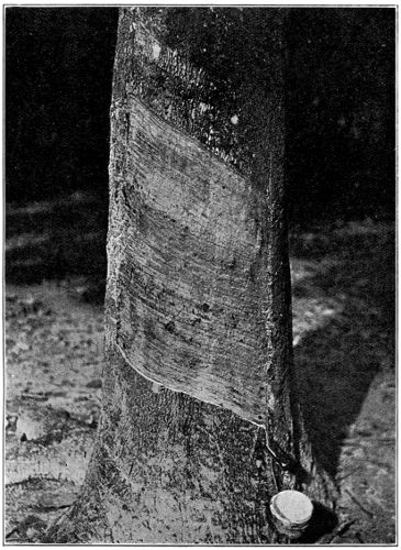 The Single Cut on a
Quarter Circumference, on an Old Tree and on Renewed Bark
