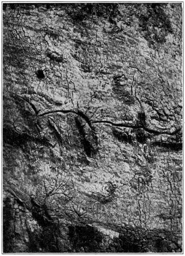 Another Example Showing the Effects of Previous
Tapping