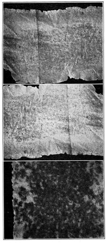 Three
Specimens of Fine Pale Crepe suffering from 'Spot' Disease