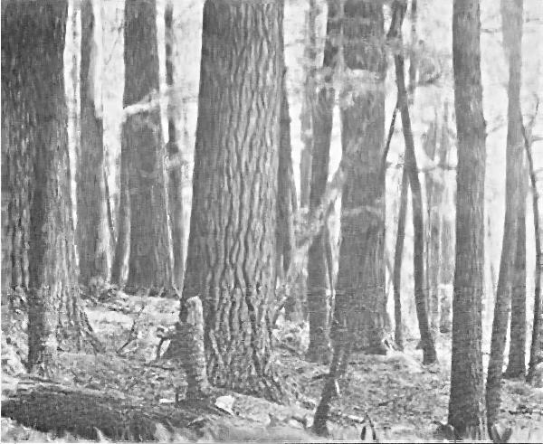Fig. 2. Arbor-vitae swamp four miles southeast of Little
Girl's Point. The ground is very moist. August 16, 1920.