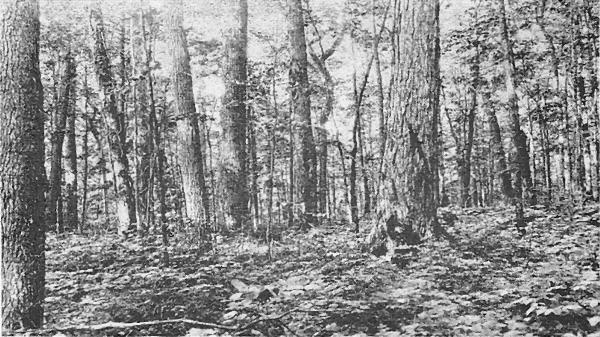 Fig. 1. Dry hardwood on a ridge four miles southeast of
Little Girl's Point. Sugar maple, yellow birch, and linden are
dominant. Undergrowth low. August 16, 1920.