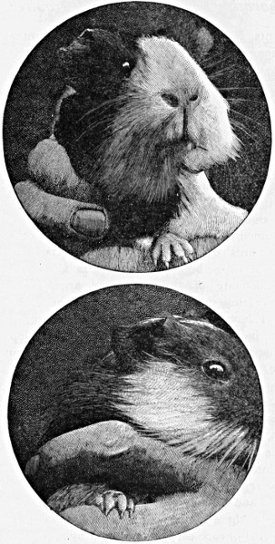 Fig. 1.&mdash;Reproduction of photographs from life of a male and female
guinea-pig, whose left restiform bodies had been injured by a scalpel
six months previously. The loss of tissue in both ears was due to
haematoma and dry gangrene, which, however, had ceased when the
photograph was taken.