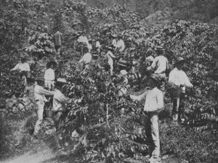 Fig. 35.&mdash;Picking Coffee.