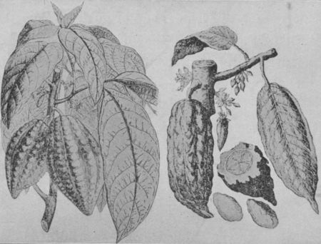Fig. 39.&mdash;Cocoa Pods and Leaves.

(Permission of Walter Baker & Co., Ltd.)