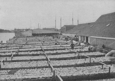 Fig. 21.&mdash;Drying Codfish.