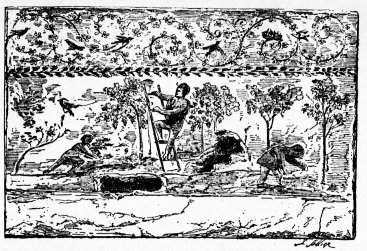La culture de la vigne, d'apr�s une fresque de l'an 300
environ.