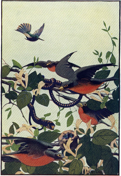 THE MOTHER HUMMING-BIRD HURRIED BACK.