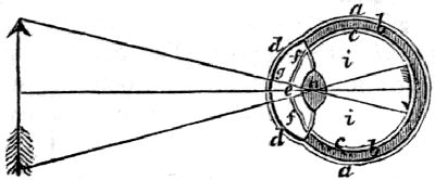 a a, the sclerotica; b b, the choroides; c c,
the retina; d d, the cornea; e, the pupil; f f, the
iris; g, the aqueous humor; h, the crystalline humor; i i,
the vitreous humor.