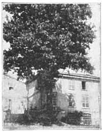 THE BLOODY TREE