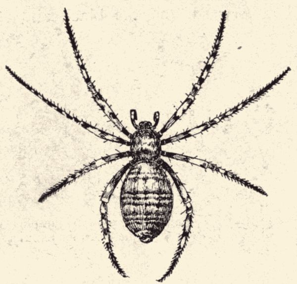 Argiope.