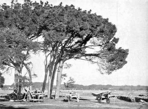 REALE TENUTA DI S. ROSSORE &mdash; GRUPPO DI PINI. (Fot. Alinari).