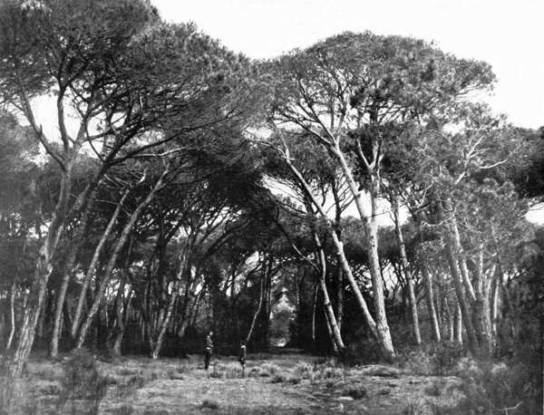 REALE TENUTA DI S. ROSSORE &mdash; VIALE DI PINI. (Fot. Alinari).