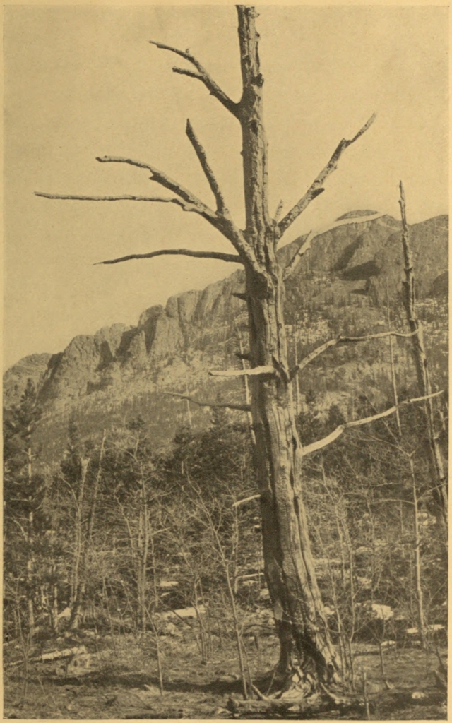 A YELLOW PINE, FORTY-SEVEN YEARS AFTER IT
HAD BEEN KILLED BY FIRE