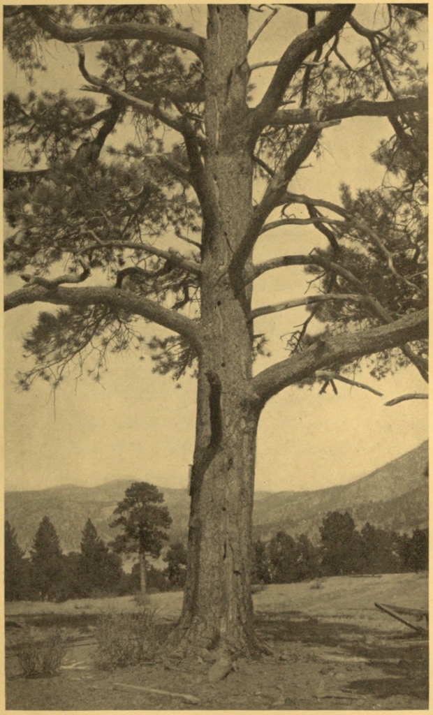 WOODPECKER HOLES IN A PINE INJURED
BY LIGHTNING