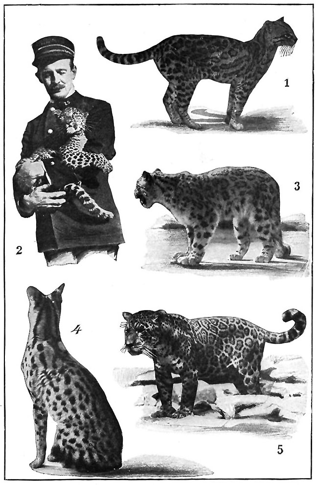 SOME FIERCE CATS.