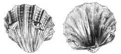 Fig. 359.&mdash;Belleek Porcelain. (Tiffany & Co.)