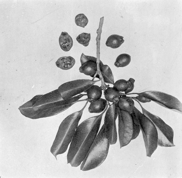 Plate LX.