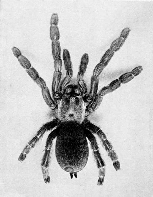 The Banana Spider, natural size, from a photograph by
Mr James Adams.