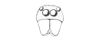 Fig. 9. “Face” of an Attid spider, shewing the anterior
eyes and the chelicerae.