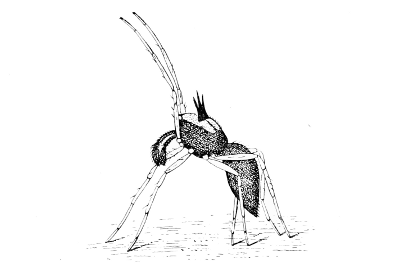 Fig. 10. A male Attid spider (Astia vittata) dancing before
the female. (After Peckham.)