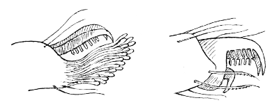 Fig. 13. Foot of Jumping Spider (on left), foot of Garden
Spider (on right).