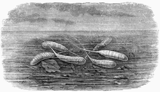 Fig. 40.&mdash;Larvæ of a Helophilus.