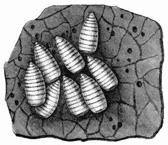 Fig. 44.&mdash;Portion of the stomach of the horse, and larvæ of &OElig;strus (gasterophilus) equi.