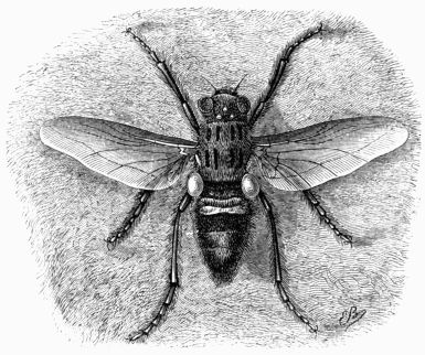 Fig. 45.&mdash;Bot-fly &OElig;strus bovis).