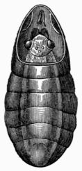 Fig. 47.&mdash;Imago of Bot-fly emerging.