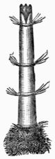 Fig. 48.&mdash;Ovipositor of the Bot-fly (&OElig;strus bovis).