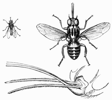 Fig. 53.&mdash;The Tsetse Fly (Glossina morsitans).