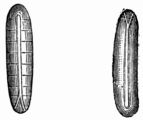Fig. 54.&mdash;Eggs of the Meat-fly (Calliphora vomitoria).