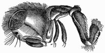 Fig. 56.&mdash;Trunk of the Meat-fly.