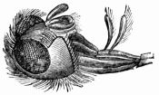 Fig. 58.&mdash;Retractile proboscis of Blue-bottle fly.