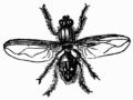 Fig. 62.&mdash;House Fly (Musca domestica).