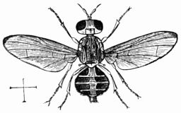 Fig. 65.&mdash;Dacus oleæ.