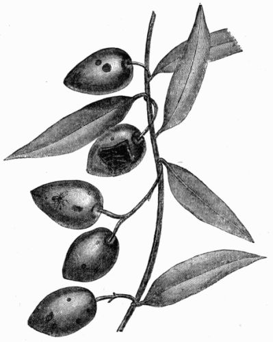 Fig. 66.&mdash;Olives attacked by Dacus oleæ.